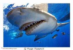 Shark picture taken on Jupiter, FL with Nikon D300-Hugyfo... by Hugo Masaryk 